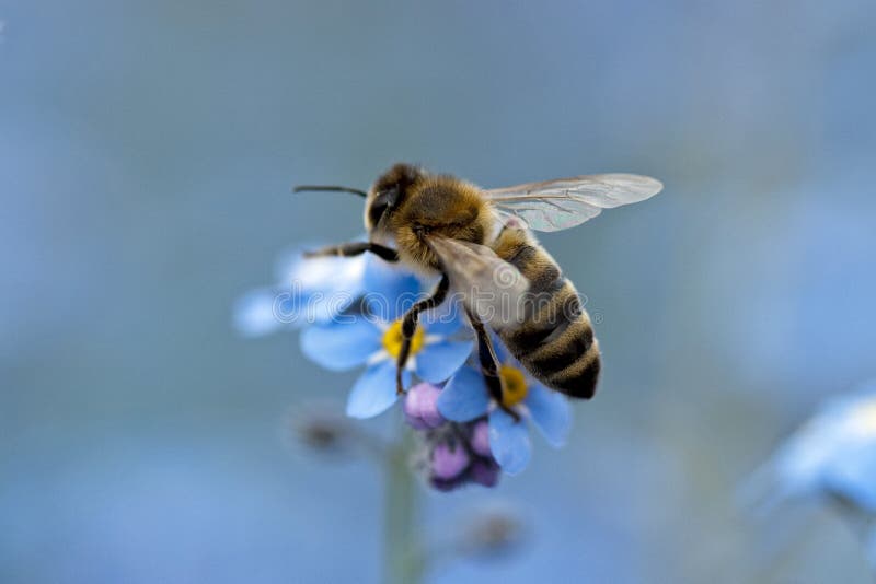 Bee harvesting pollen form a small blue flower. Bee harvesting pollen form a small blue flower.