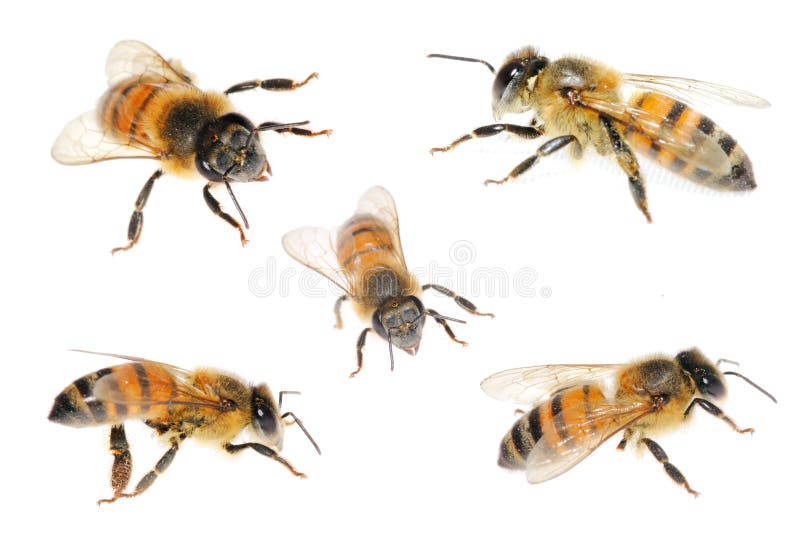 Abeja fotografía de archivo