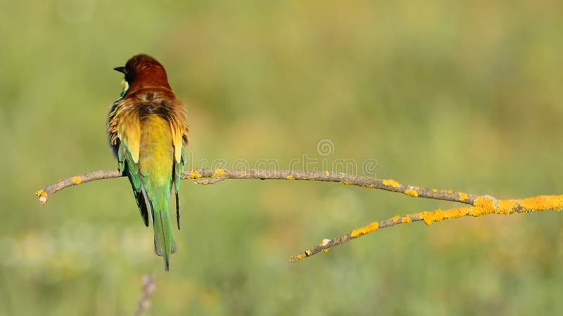Abeja-comedor brillante colorido en rama de árbol metrajes