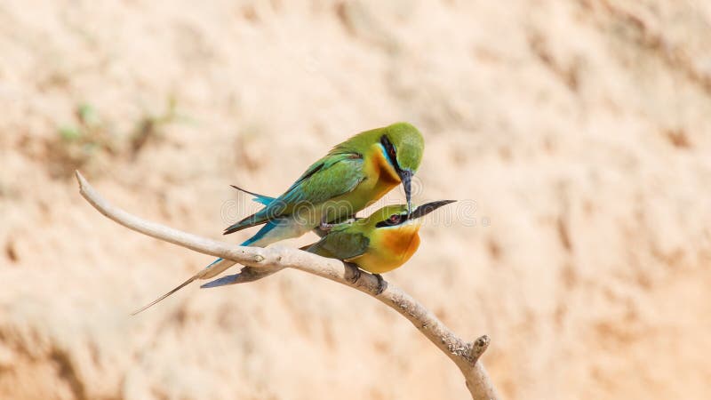 Every spring and early summer, bee-eaters find a suitable place to dig a hole, to take it as its nest, lay eggs and give birth of baby birds. Every spring and early summer, bee-eaters find a suitable place to dig a hole, to take it as its nest, lay eggs and give birth of baby birds.