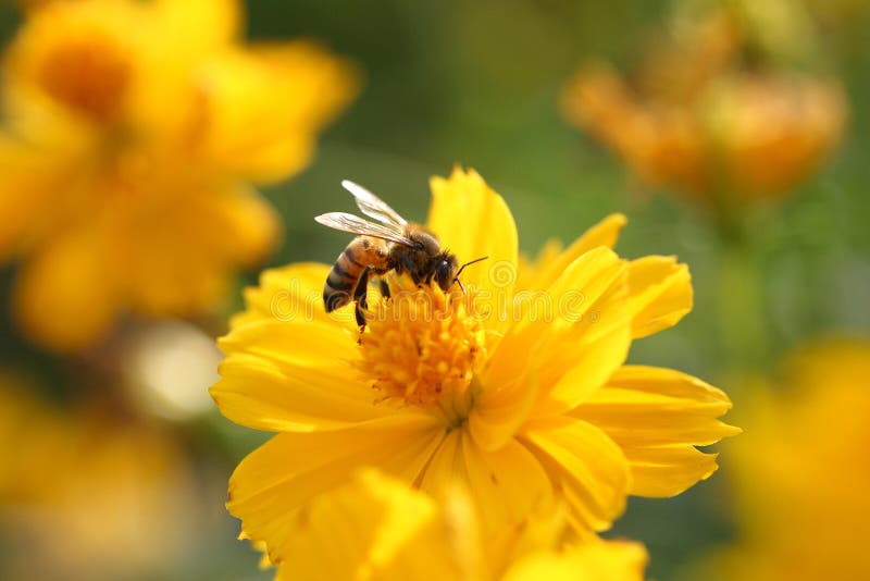 Bee with yellow flower thank for your support. Bee with yellow flower thank for your support