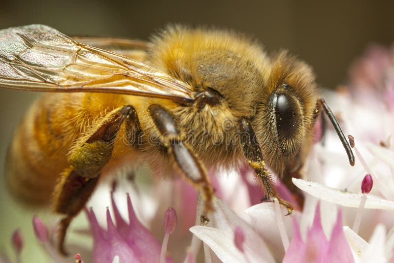 Macro of honey bee collecting pollen on a flower. Macro of honey bee collecting pollen on a flower