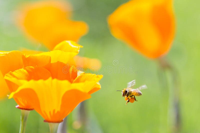 350,825 Abeja Gorda Fotos de stock - Fotos libres de regalías de Dreamstime