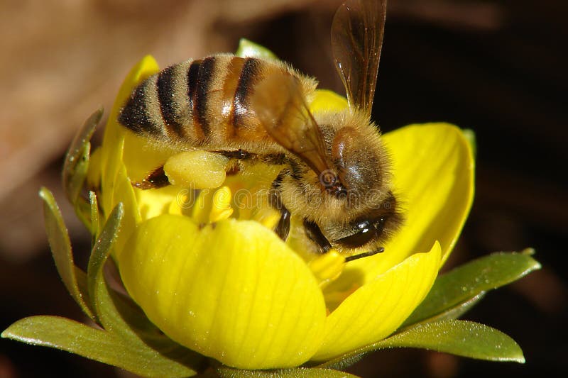 Honey Bee collecting pollen from a yellow flower. Honey Bee collecting pollen from a yellow flower