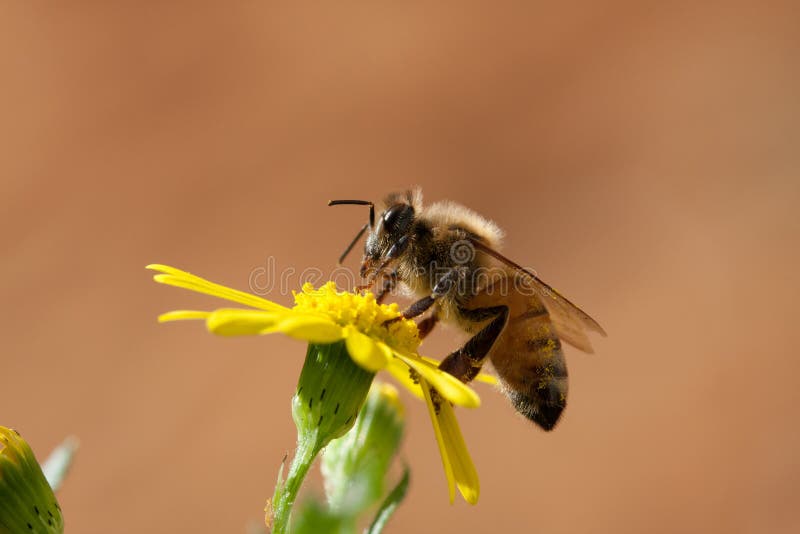 Close-up of a Honey Bee on yellow flower over a light brown background. Close-up of a Honey Bee on yellow flower over a light brown background