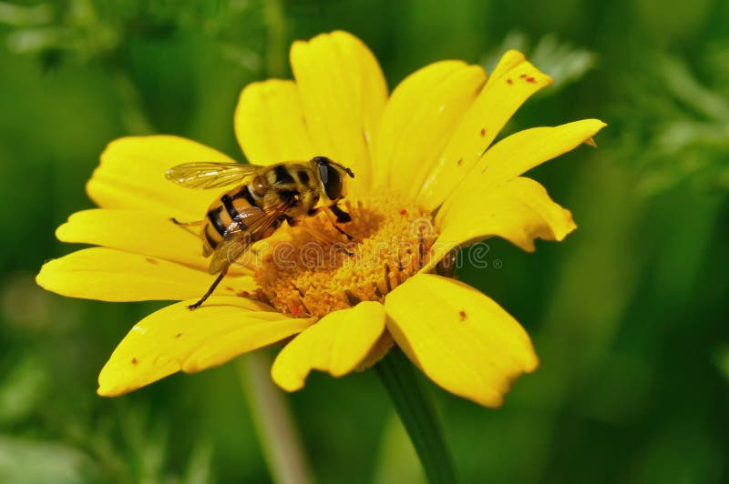 Honey bee and tiny red bugs on yellow flower. Spring season. Honey bee and tiny red bugs on yellow flower. Spring season.