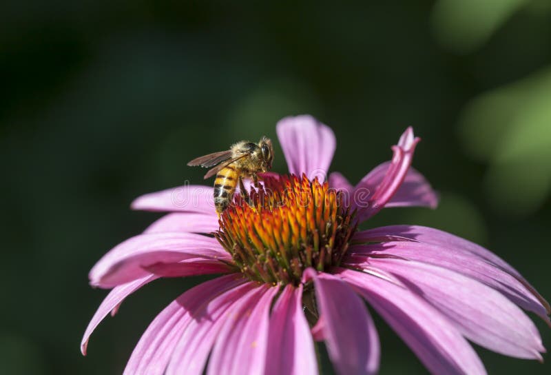 Abeja de la miel en la flor del echinacea fotografía de archivo libre de regalías Abeja de la miel en la flor del echinacea fotografía de archivo libre de regalías