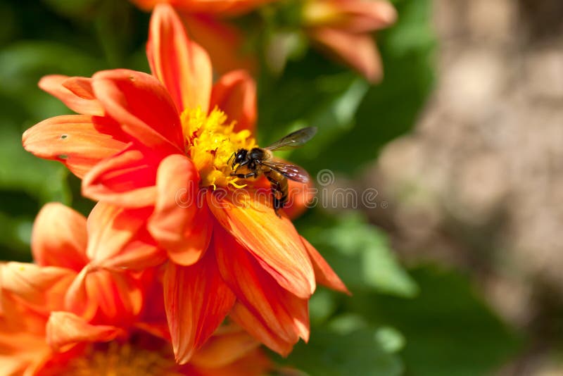611 Abeja De La Miel En La Flor Roja Fotos de stock - Fotos libres de regalías de Dreamstime 611 Abeja De La Miel En La Flor Roja Fotos de stock - Fotos libres de regalías de Dreamstime