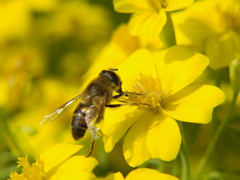 Honey bee collecting pollen on a yellow flower. Honey bee collecting pollen on a yellow flower