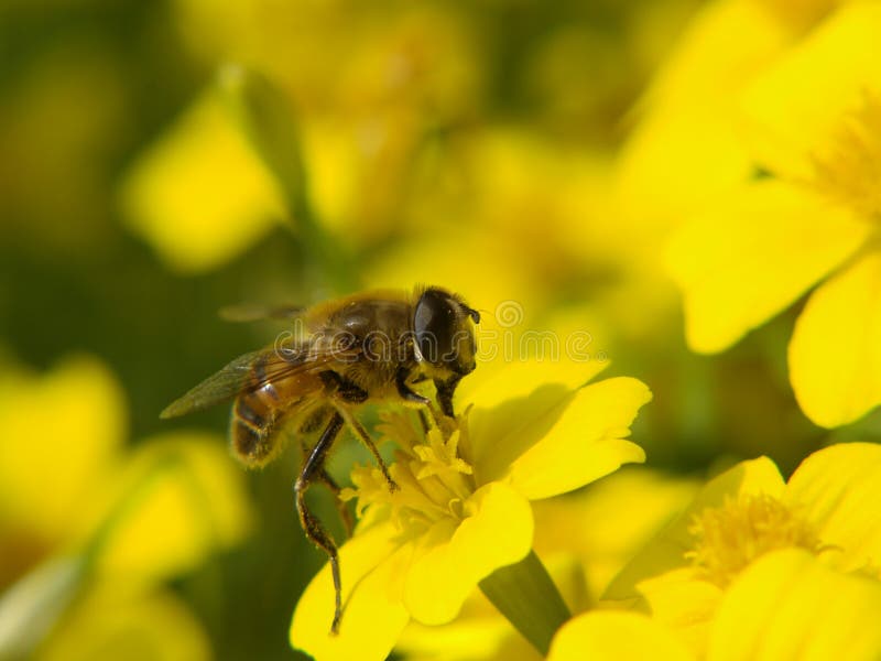 Honey bee collecting pollen on a yellow flower. Honey bee collecting pollen on a yellow flower