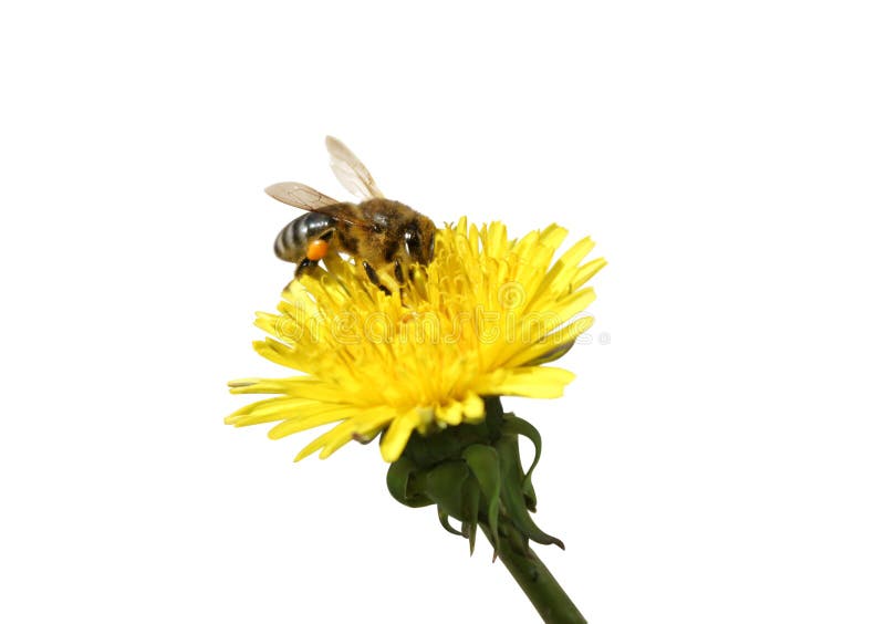 Bee collecting honey at yellow Dandelion flower. Isolated on white, path. Bee collecting honey at yellow Dandelion flower. Isolated on white, path