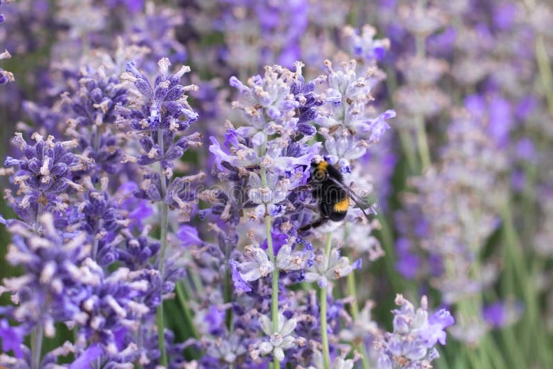 Abeja de la miel en una flor púrpura de la lavanda fotos de archivo libres de regalías Abeja de la miel en una flor púrpura de la lavanda fotos de archivo libres de regalías