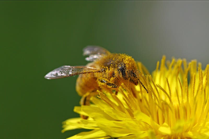 Honey bee covered in pollen going through a yellow dandelion flower with a green background. Honey bee covered in pollen going through a yellow dandelion flower with a green background