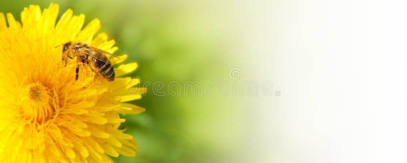 Honey bee collecting nectar from dandelion flower in the summer time. Useful photo for design or web banner. Honey bee collecting nectar from dandelion flower in the summer time. Useful photo for design or web banner.