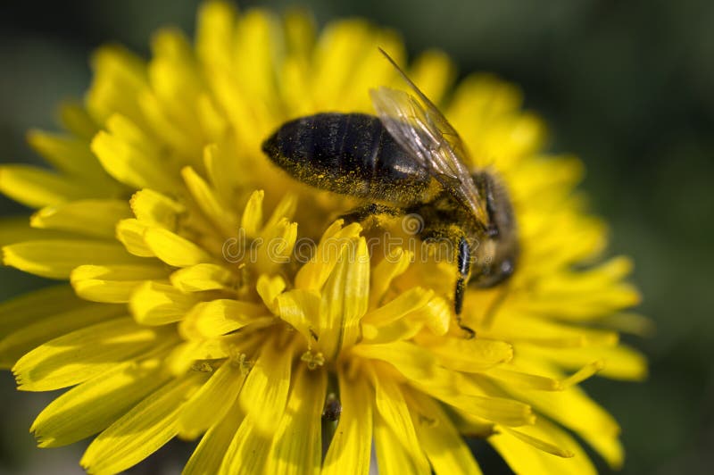 A macro shot of honey bee gathering pollen on yellow dandelion flower. A honey-making stinging with venom insect bee is covered with droplets of floral pollen. Bee pollinates a floral form of life while honeybees gather precious nectar. A macro shot of honey bee gathering pollen on yellow dandelion flower. A honey-making stinging with venom insect bee is covered with droplets of floral pollen. Bee pollinates a floral form of life while honeybees gather precious nectar.