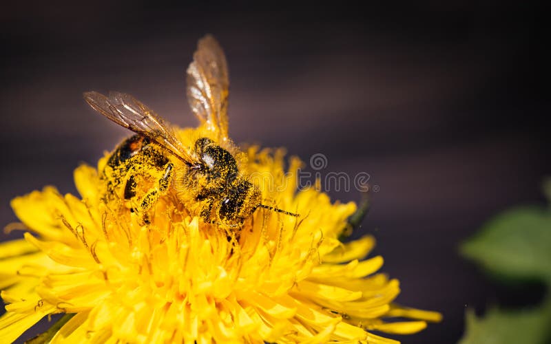 Honey bee covered with yellow pollen collecting nectar from dandelion flower. Important for environment ecology sustainability. Copy space. Honey bee covered with yellow pollen collecting nectar from dandelion flower. Important for environment ecology sustainability. Copy space