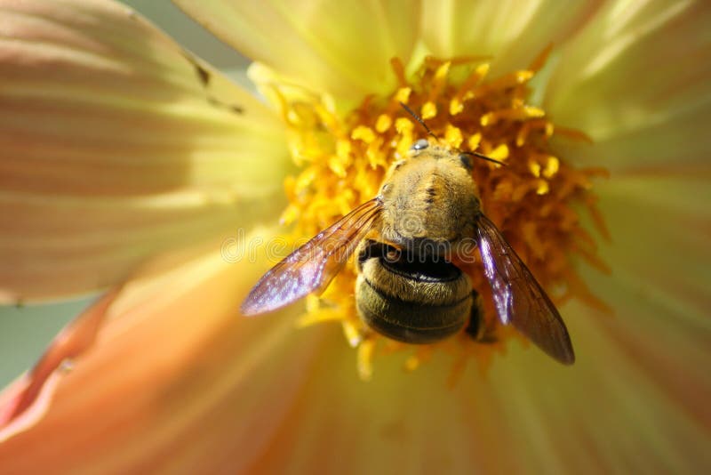 Abeja de reina fotos de archivo Abeja de reina fotos de archivo