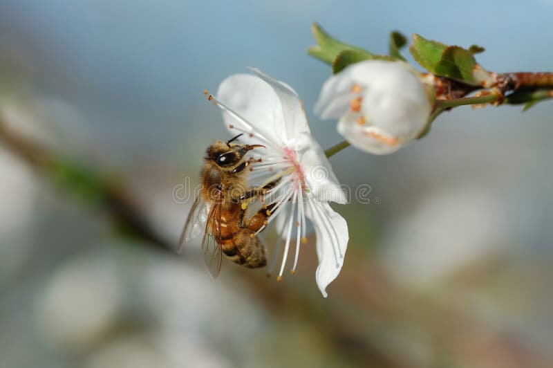 Worker bee and white flower of spring time. Worker bee and white flower of spring time