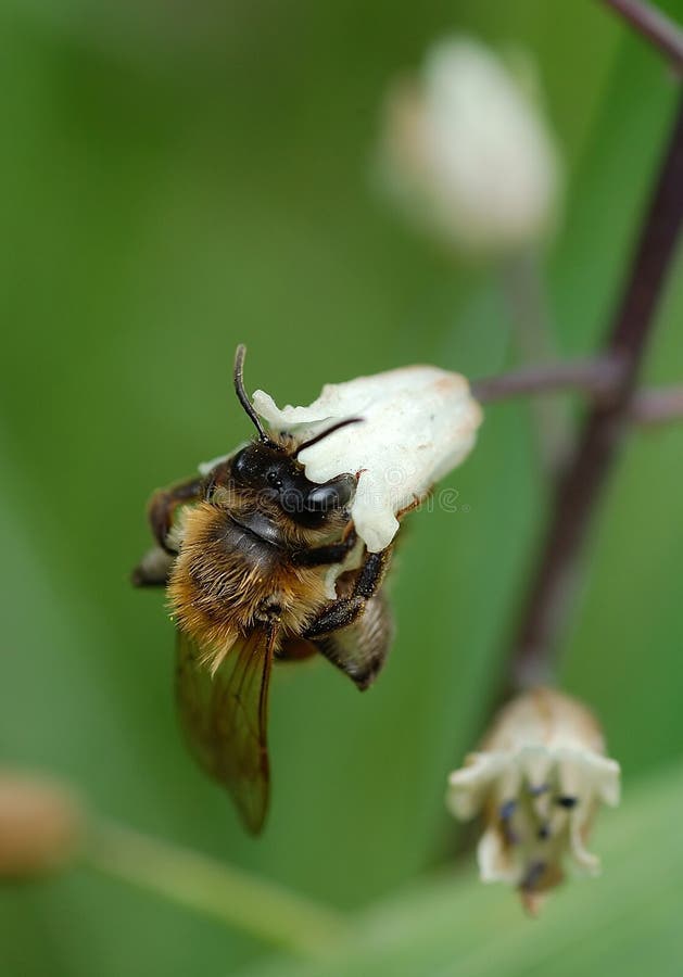 Detail of worker bee on a flower. Detail of worker bee on a flower