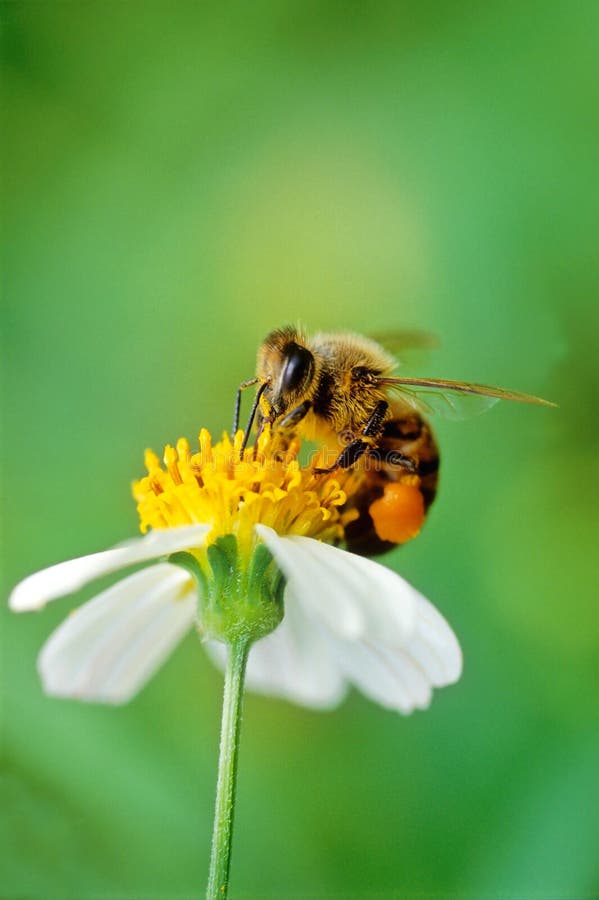 Hard working bee full of pollen on it's leg. Hard working bee full of pollen on it's leg