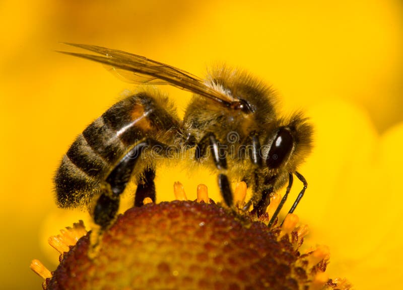 Abeja del primer en la flor imagenes de archivo Abeja del primer en la flor imagenes de archivo