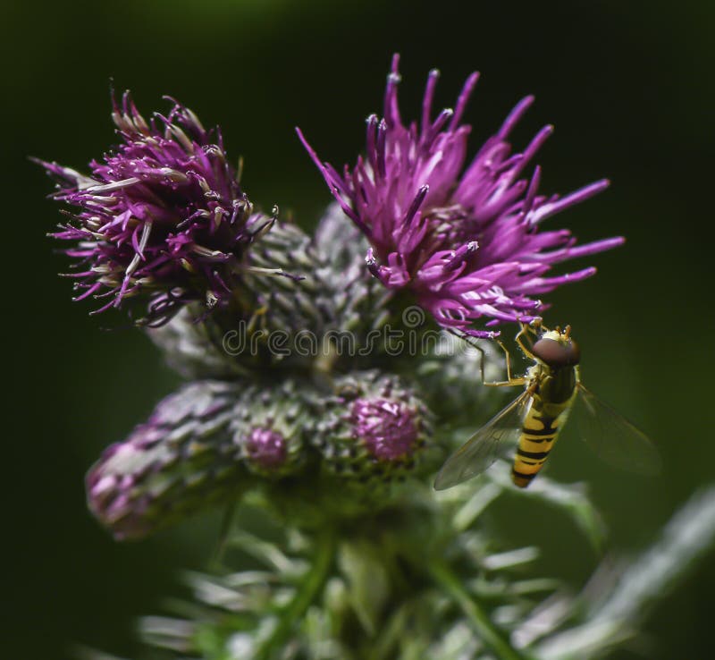 A beautiful picture of a a bee attracted to a thistle on a warm English summers day. A beautiful picture of a a bee attracted to a thistle on a warm English summers day