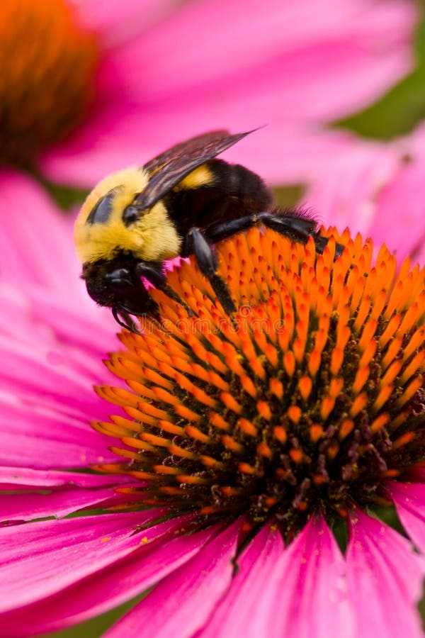 Bee pollinating coneflower in meadow garden at Morton Arboretum, Lisle, Illinois; Echinacea purpurea. Bee pollinating coneflower in meadow garden at Morton Arboretum, Lisle, Illinois; Echinacea purpurea