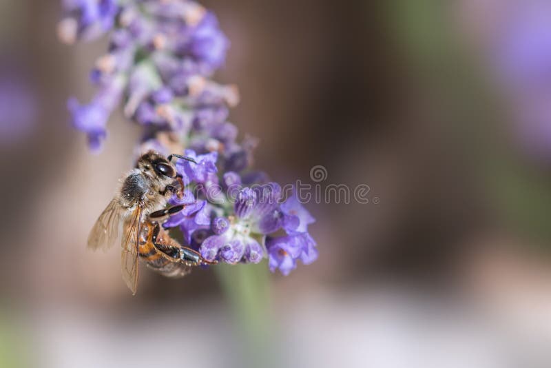 Bee foraging on a sprig of lavender on a soft bokeh purple and green. Bee foraging on a sprig of lavender on a soft bokeh purple and green