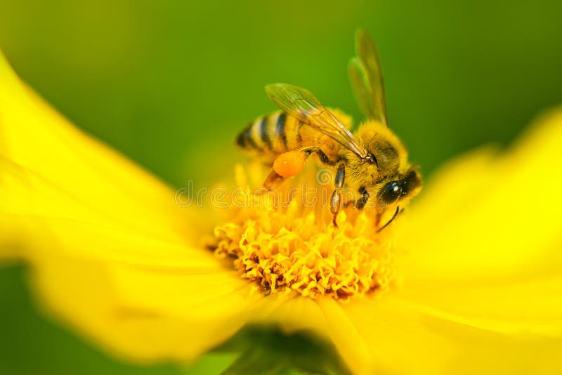 Bee on a yellow flower. Bee on a yellow flower.