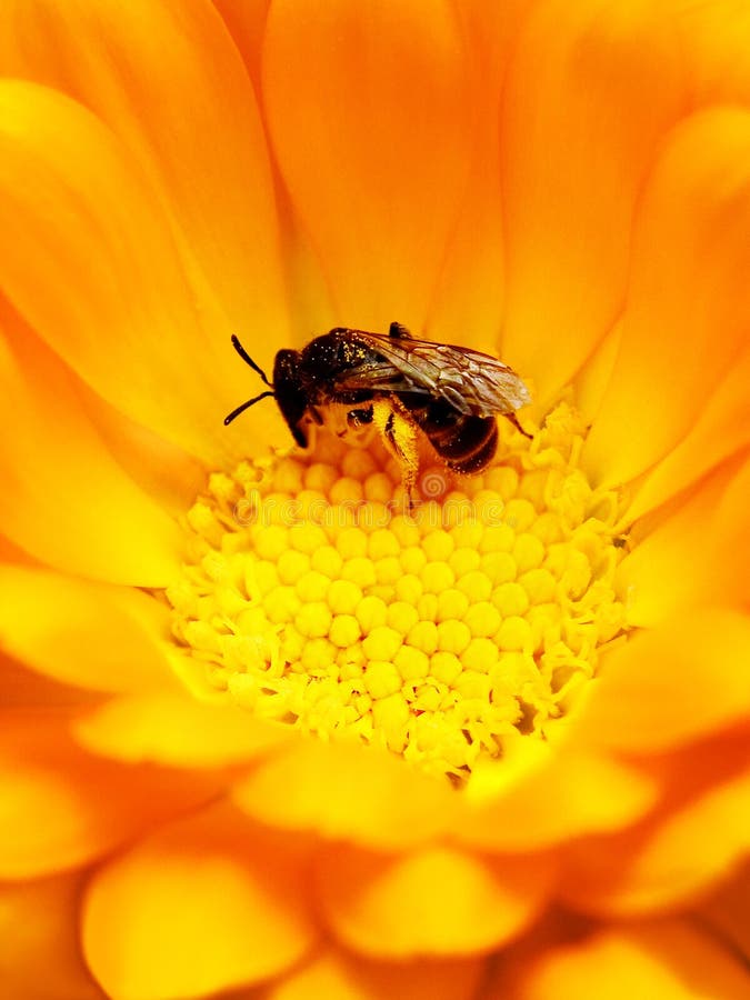 Macro shot of Bee Pollinating a Bright Yellow Flower. Macro shot of Bee Pollinating a Bright Yellow Flower