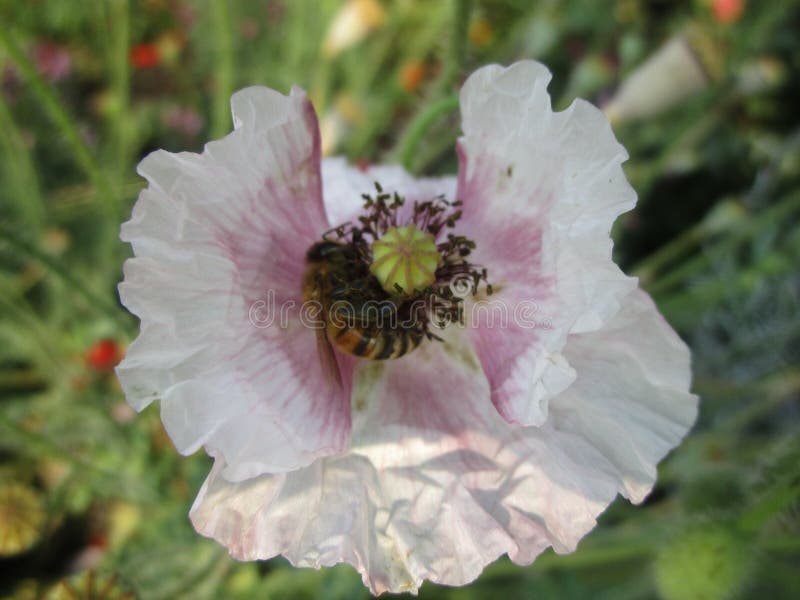 Abeja en flor con los pétalos blancos fotografía de archivo libre de regalías Abeja en flor con los pétalos blancos fotografía de archivo libre de regalías