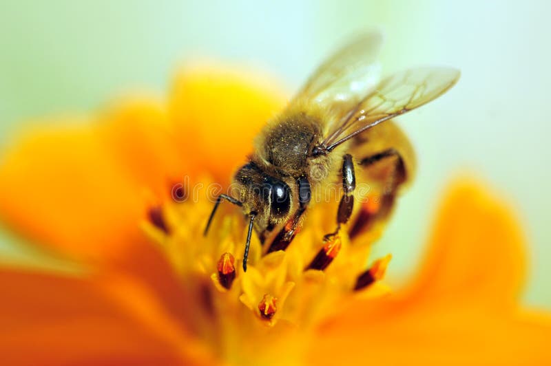 Bee sucking honey from yellow flower. Bee sucking honey from yellow flower.