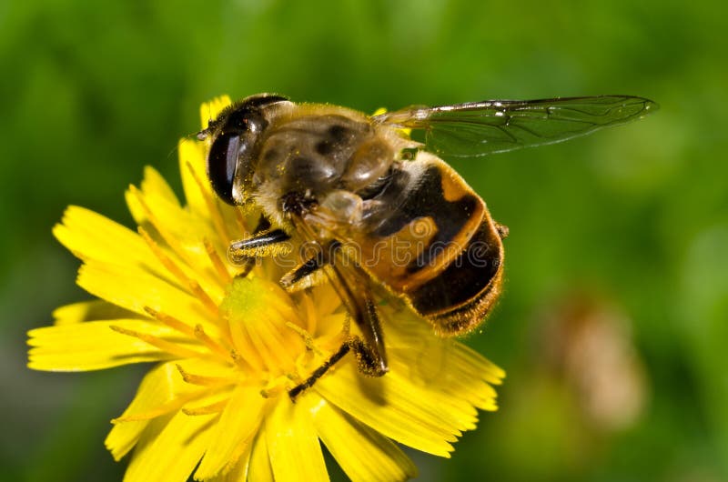 A bee on yellow flower. A bee on yellow flower