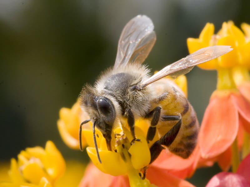 Honey bee on yellow flower collecting pollen. Honey bee on yellow flower collecting pollen