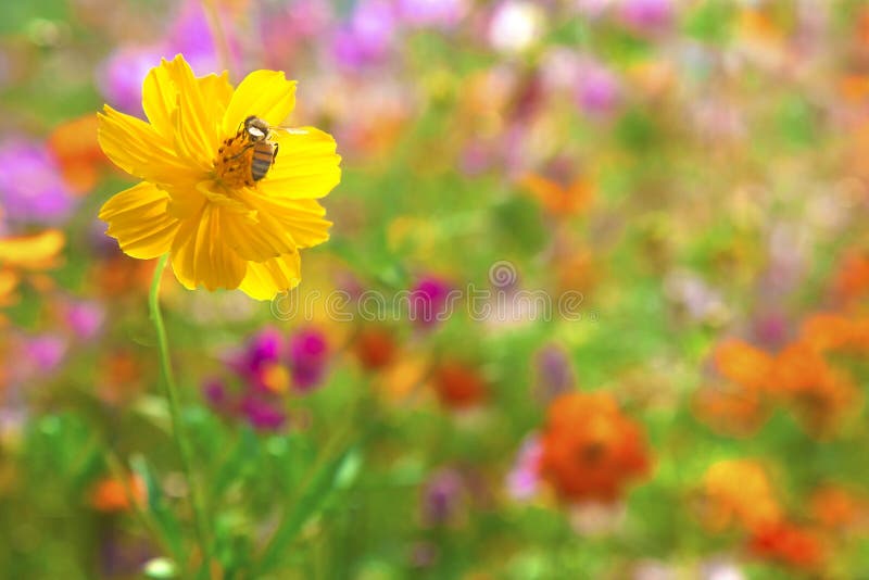 Bee on the yellow flower in the colorful flora garden. Bee on the yellow flower in the colorful flora garden