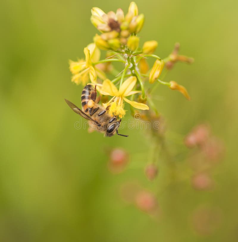 Closeup of Bee on yellow flower. Closeup of Bee on yellow flower