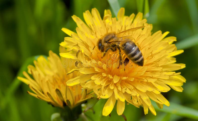 Close-up of bee on yellow flower, bee is pollinating the flower. Close-up of bee on yellow flower, bee is pollinating the flower