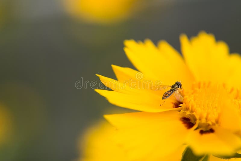 Macro shot of beautiful bee on a yellow flower with shallow depth of field. Macro shot of beautiful bee on a yellow flower with shallow depth of field