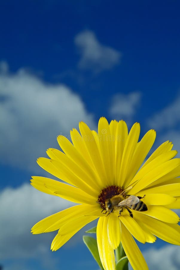 Close-up of a Bee on a yellow flower against blue sky with clouds. Close-up of a Bee on a yellow flower against blue sky with clouds