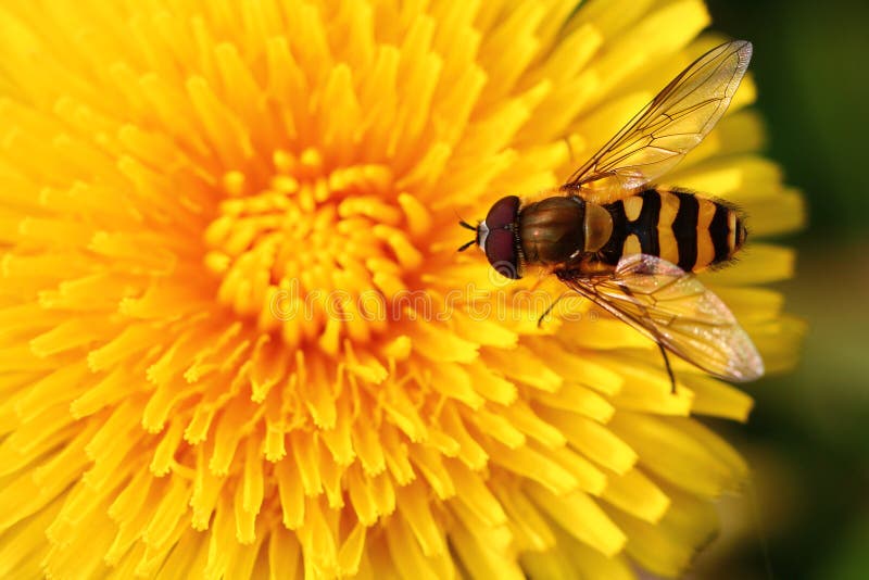 Bee on yellow dandelion flower, close-up. Bee on yellow dandelion flower, close-up