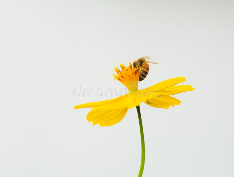 Image of bee on yellow Cosmos flower. Image of bee on yellow Cosmos flower