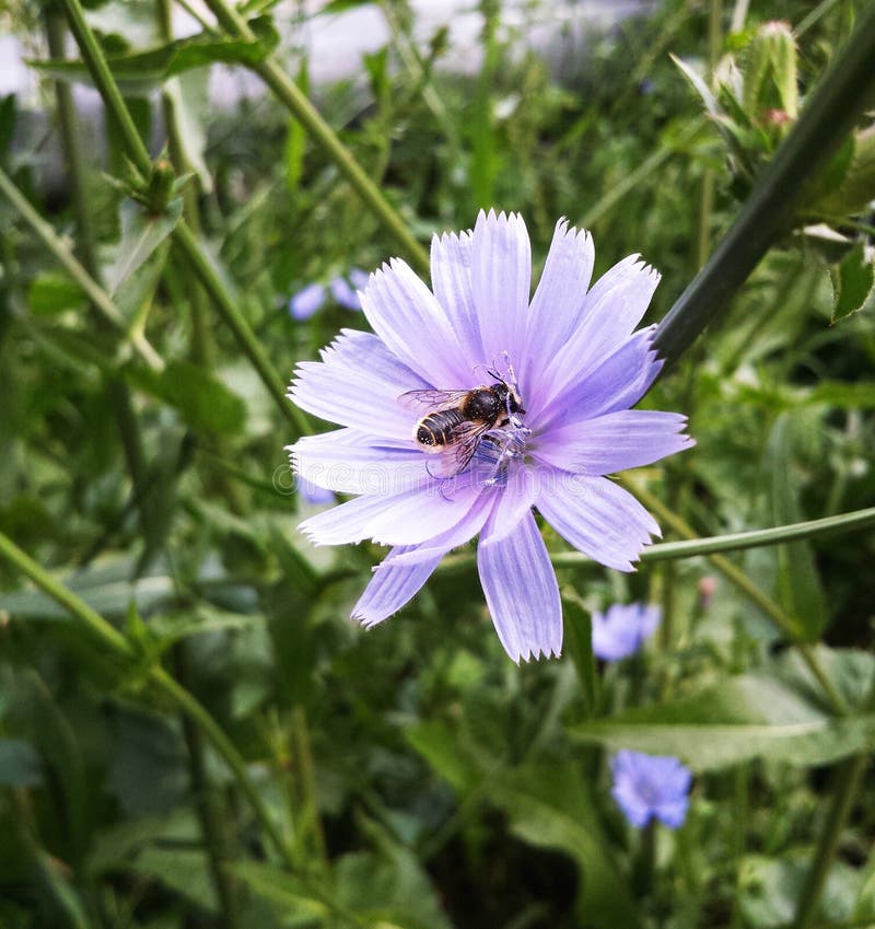 Abeja en la flor azul del día de verano ordinario de la achicoria fotografía de archivo Abeja en la flor azul del día de verano ordinario de la achicoria fotografía de archivo