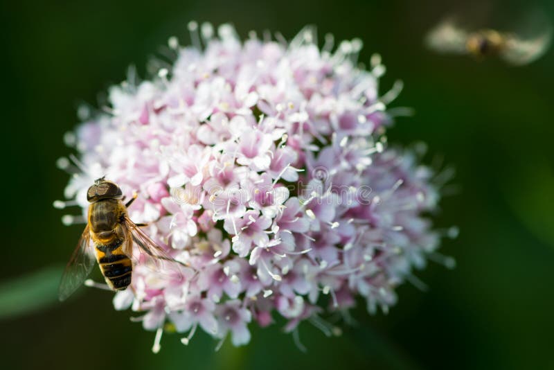 Abeja en la flor de la montaña imagen de archivo libre de regalías Abeja en la flor de la montaña imagen de archivo libre de regalías