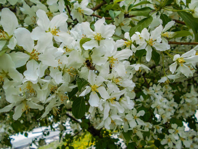 Bee on apple flower. Apple blossoms in spring. flowers apples. Branches of blossoming tree. Bee on apple flower. Apple blossoms in spring. flowers apples. Branches of blossoming tree