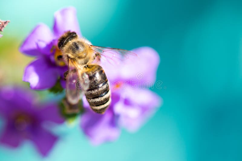 Bee on the flower. Small useful insect is working and making honey. Honeybee with wing on the blossom. Spring at countryside of meadow. Bee on the flower. Small useful insect is working and making honey. Honeybee with wing on the blossom. Spring at countryside of meadow.