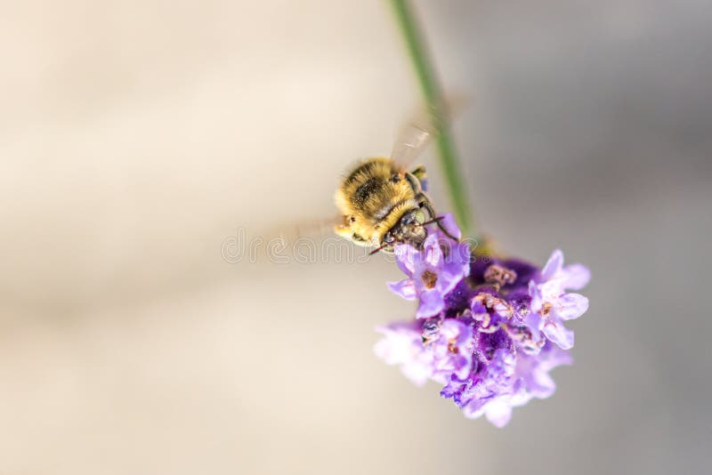 Abeja en la flor El pequeño insecto útil es de trabajo y de fabricación de la miel Abeja con el ala en el flor Primavera en el ca fotografía de archivo Abeja en la flor El pequeño insecto útil es de trabajo y de fabricación de la miel Abeja con el ala en el flor Primavera en el ca fotografía de archivo