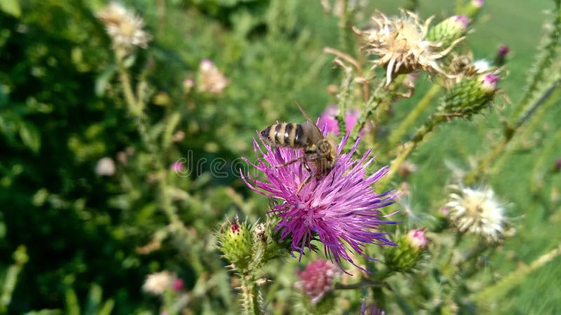 Abeja en la flor salvaje rosada fotografía de archivo libre de regalías Abeja en la flor salvaje rosada fotografía de archivo libre de regalías