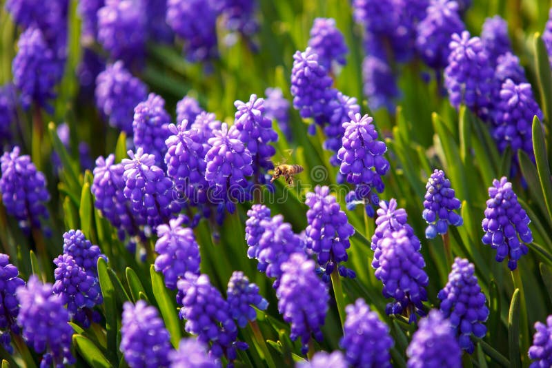 Bee on violet muscari flowers. Bee on violet muscari flowers