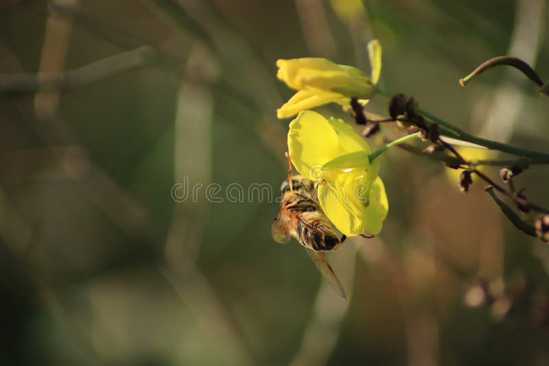 Abeja en un berro de invierno Primer amarillo de la flor en fondo oscuro imagen de archivo libre de regalías Abeja en un berro de invierno Primer amarillo de la flor en fondo oscuro imagen de archivo libre de regalías
