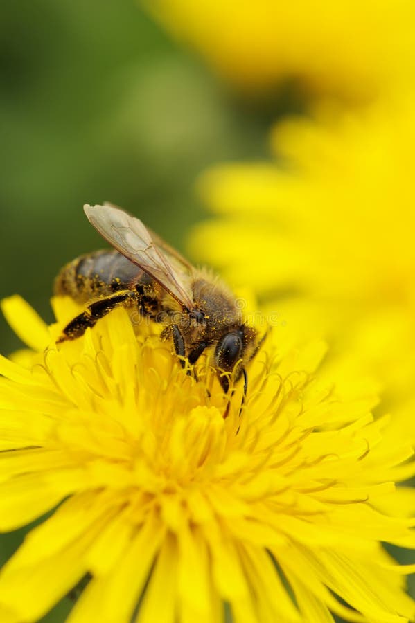 Gathering of pollen by a bee on a yellow flower. Gathering of pollen by a bee on a yellow flower